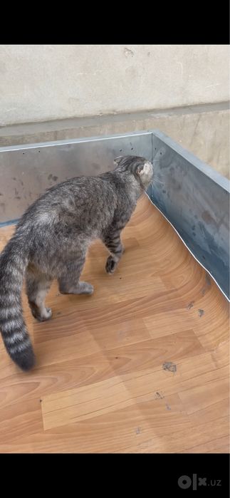 Скотиш фолд сотилади Соглом кассалиги йок эркак тоза зот