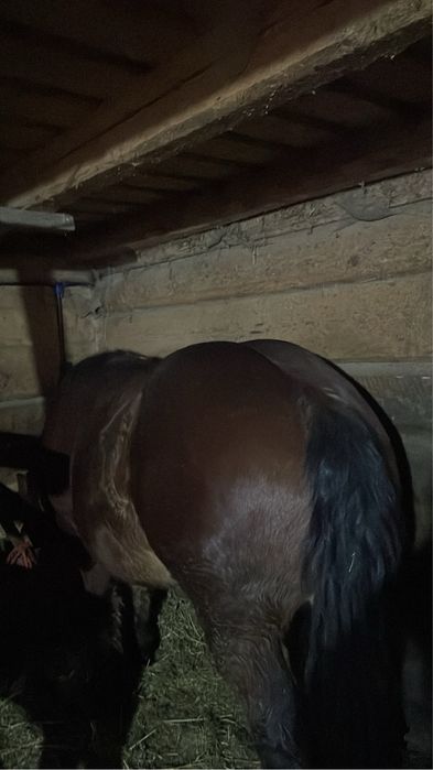 Vand manz de un an si jumatate