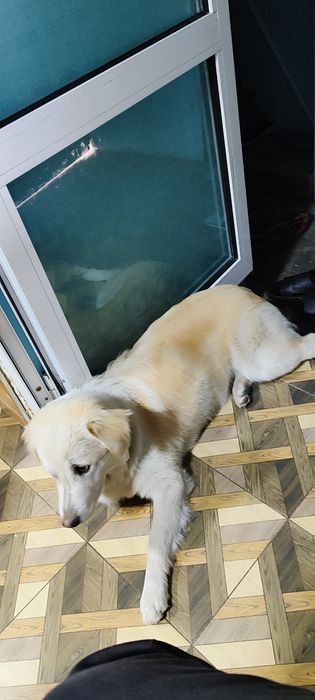 Отдадим собаку в хорошие руки
