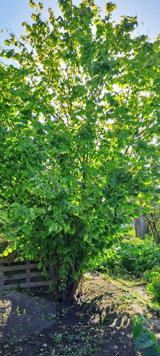 Продам дачу, район Телецентра СО "Кристалл"