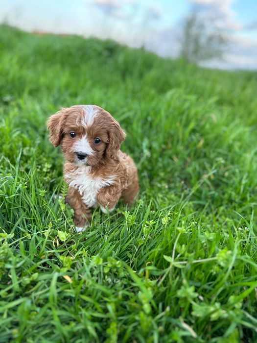 Кавапу/Той Пудел