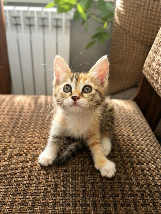 котенок-девочка  в добрые руки | 2 месяца