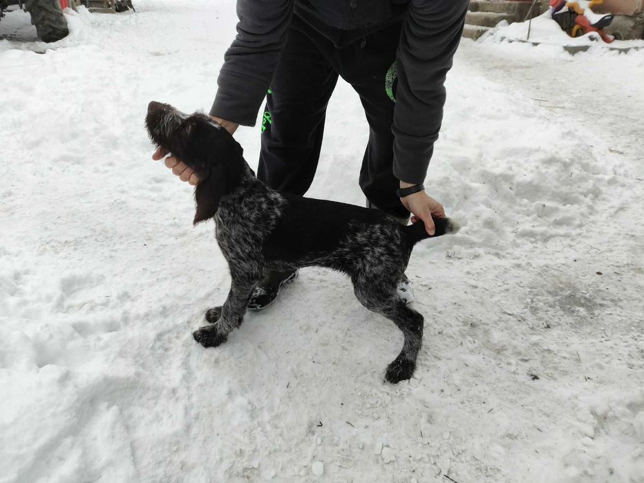 pui brac german sârmos