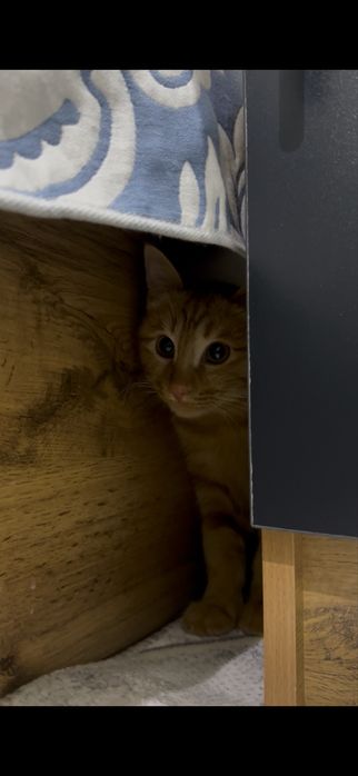 Отдам в добрые руки