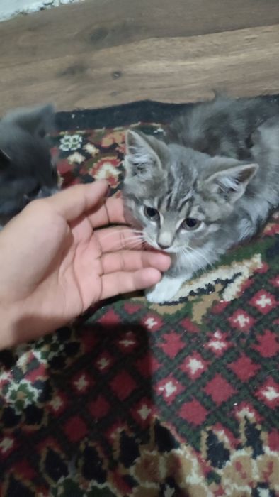 Отдаю Котят в добрые руки