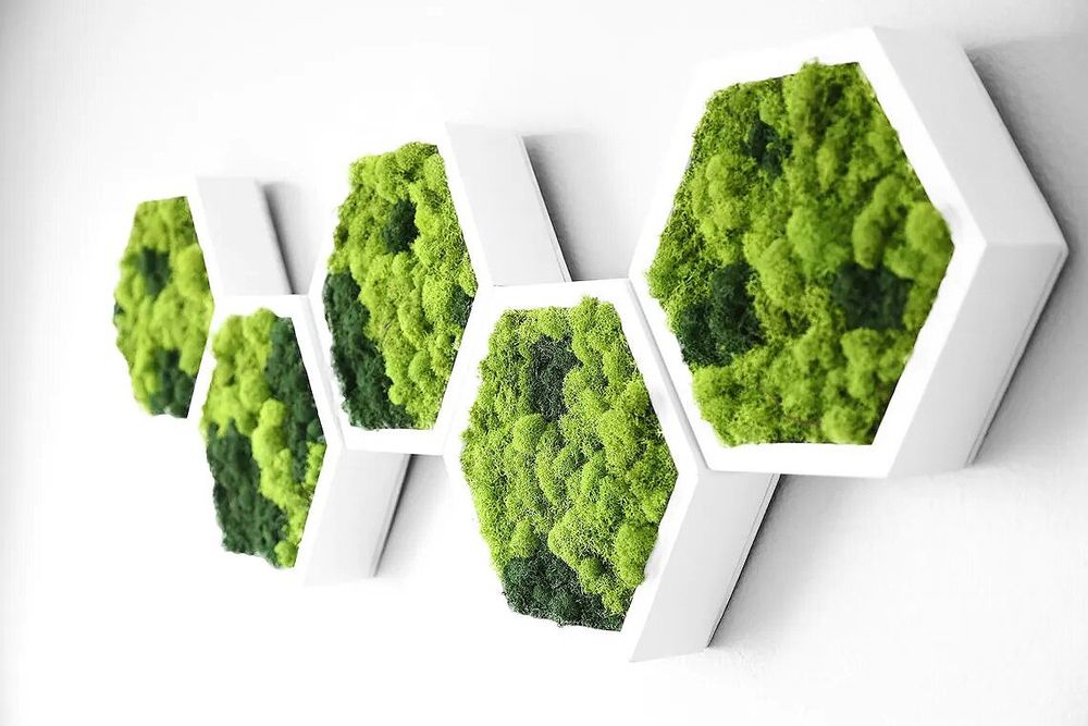 Fitostena | Mox | Фитозона | Стабилизированное