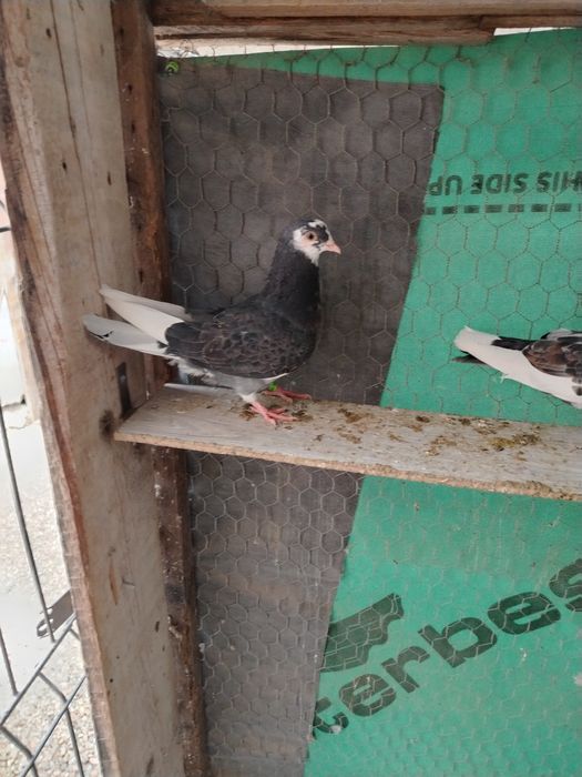 Vand porumbei birmingham