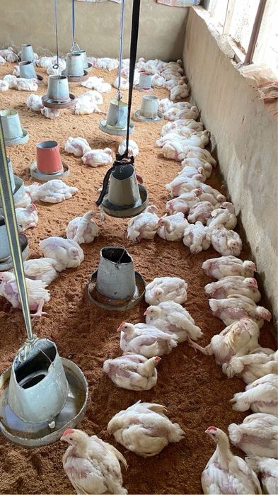 Продам бройлеров