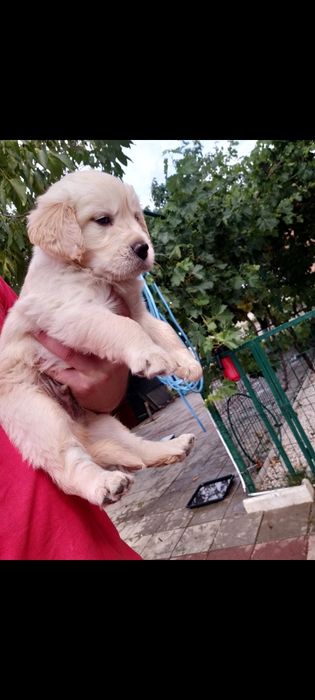 Golden retriever rasa pura