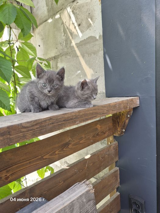 Отдам котят бесплатно