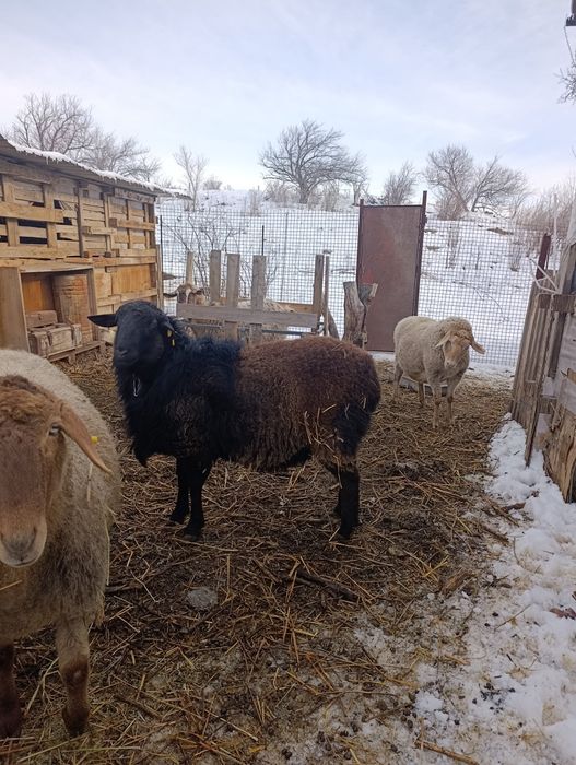 Мощный Кошкар  улучшитель