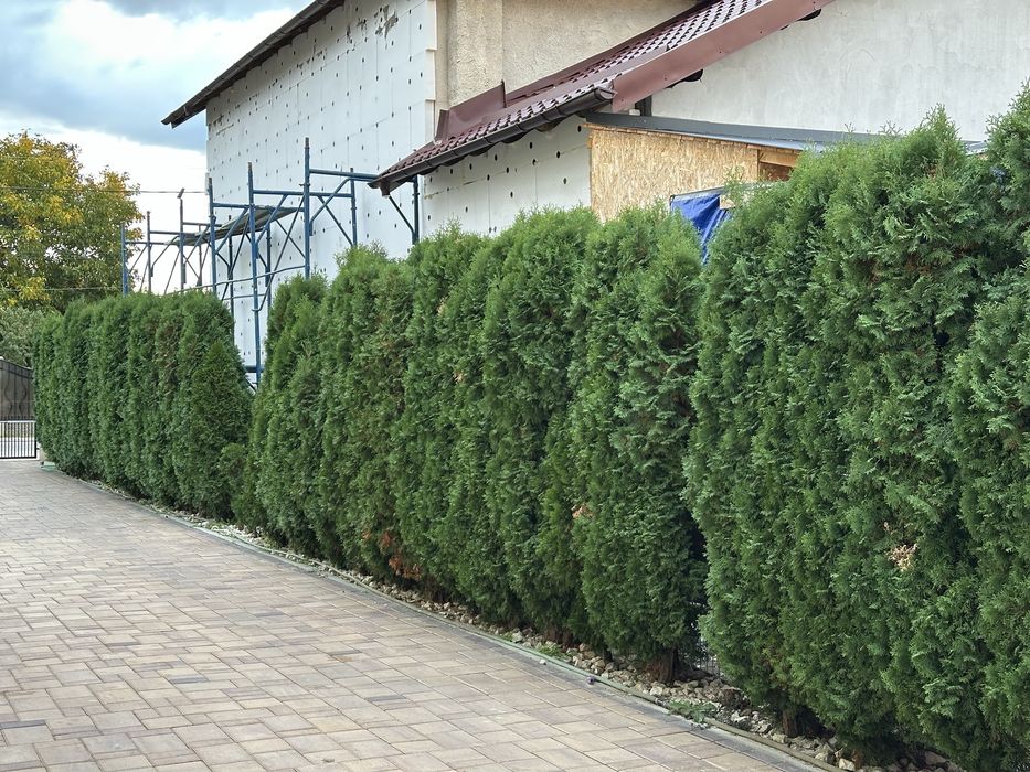 Vand tuia occidentalis smarald 250-270 cm