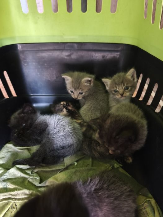 Отдам котят Британки