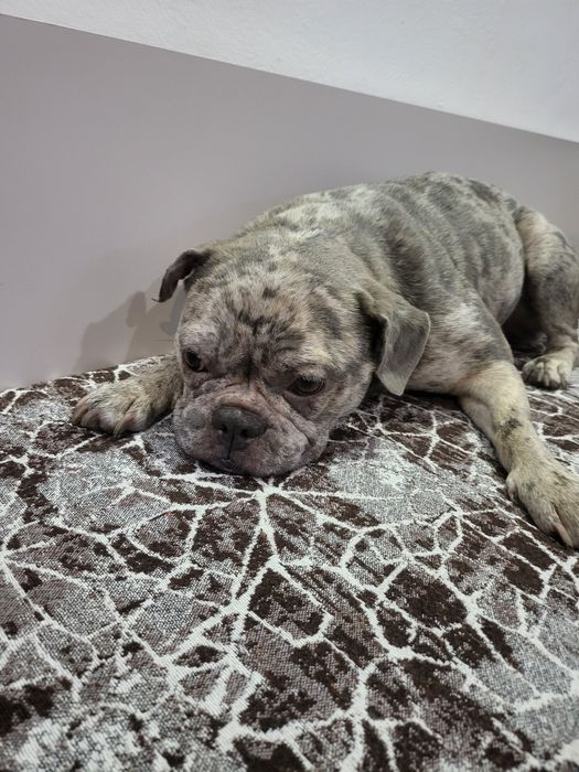 Френски булдог на 2 год.