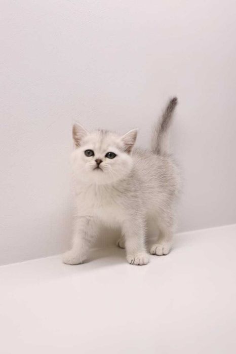 Бриташки Очаровашки