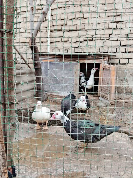 Indoutkalar sotiladi