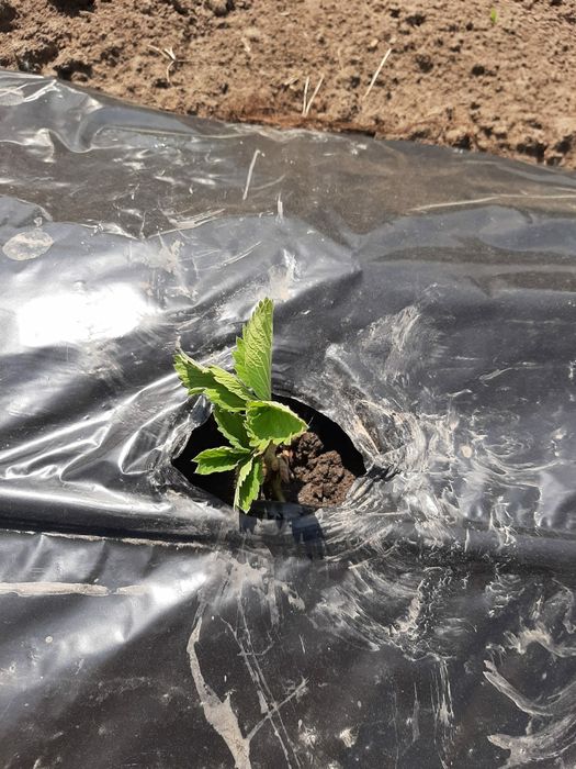 Vindem stoloni capsuni soi remontant Albion si altele soiuri unifere!