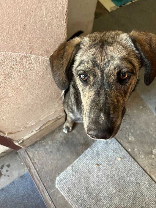 Подарявам младо женско кученце