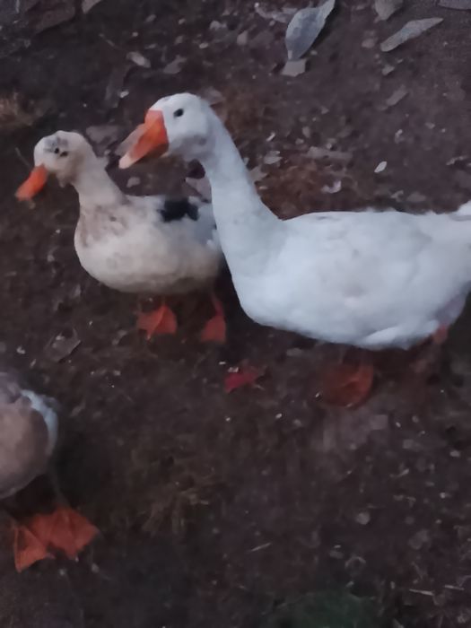 Vând sau schimb gâscan și o pereche de rațe