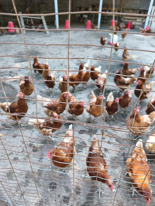 Продам 6 месячных куры