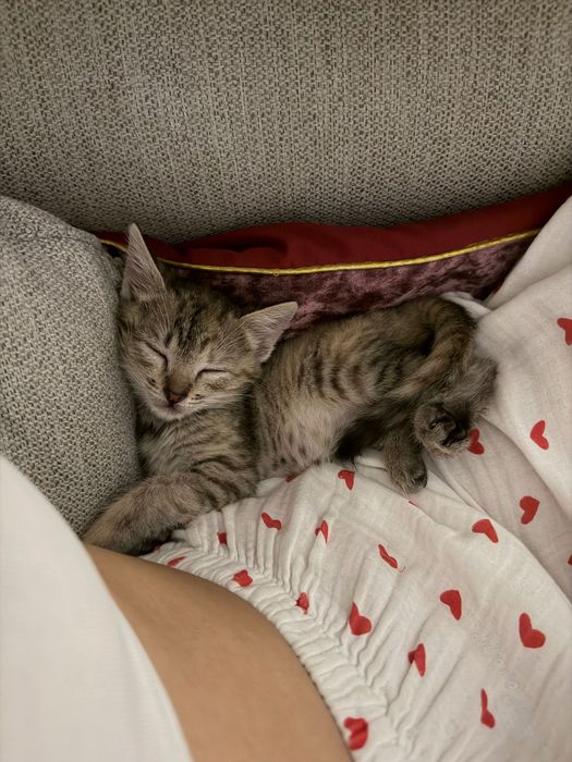 Котенок девочка 2месяца