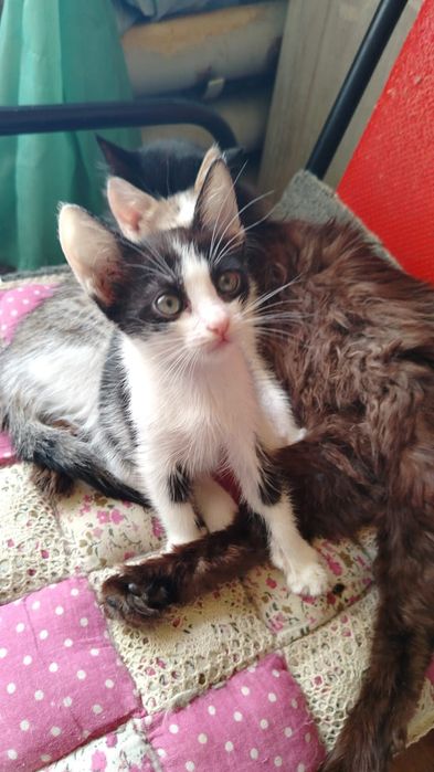 Отдам котят месячных