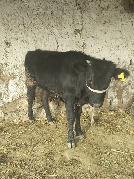 Бұқа    сатылады