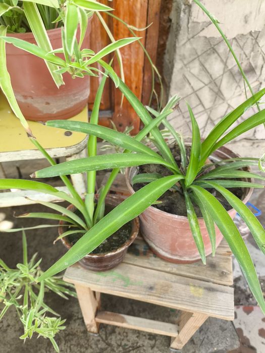 Продаются цветы из дома