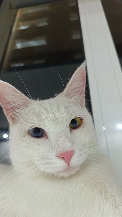 Mushuk sotiladi faqat yaxshi qollarga yoshi 1.2 yosh