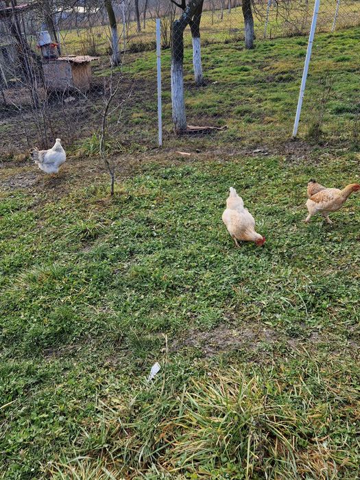 Vand cocos australorp si 3 găini