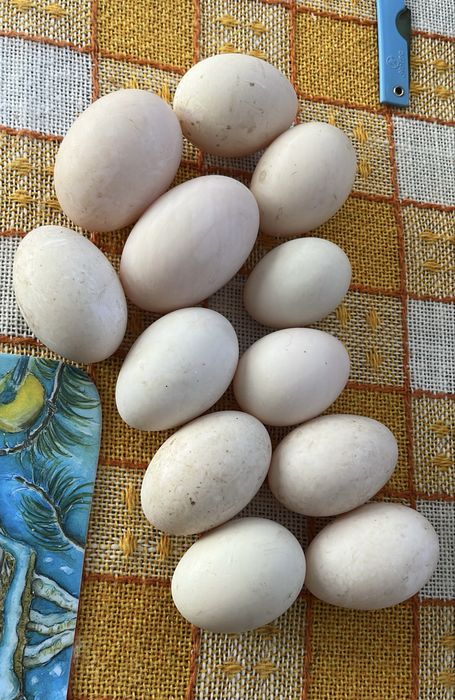 Ouă proaspete de rațǎ pentru consum sau incubat