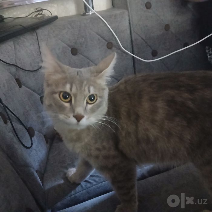 Отдаю кошку даром.