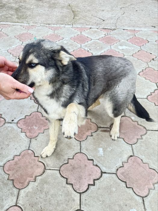 Собака бесплатно