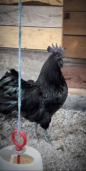Oua Ayam Cemani.