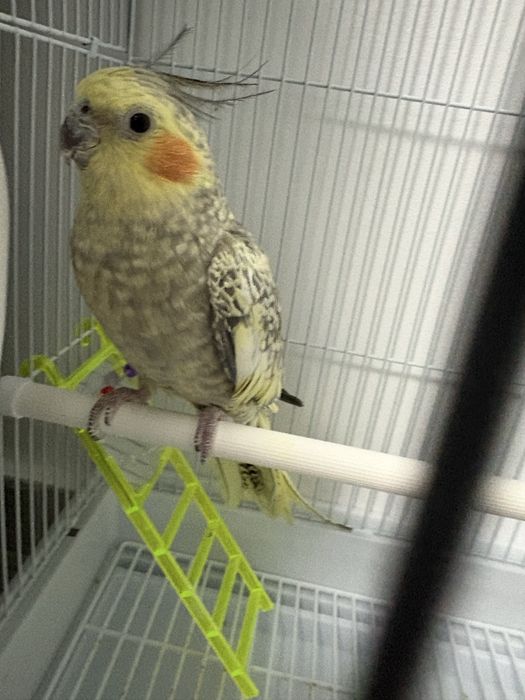 Vand nimfa  vine impreuna cu cusca si mancare. Bland la mana nu ma mai pot ocupa de el