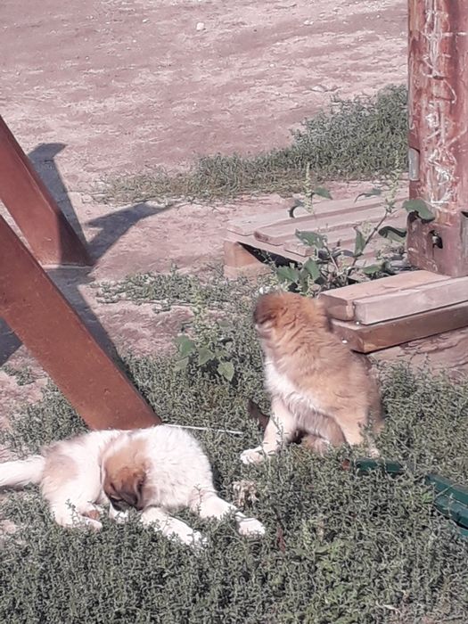 Отдам в добрые руки  щенков