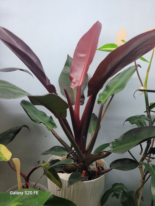 Филодендрон Принц Оранж