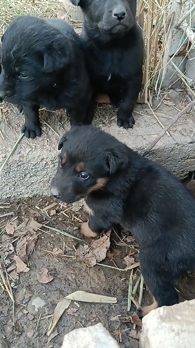 Срочно продам щенков овчарка