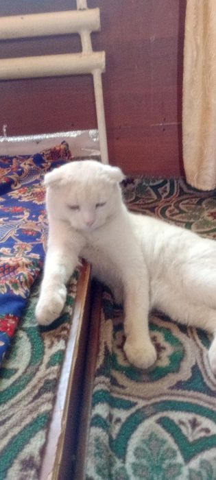 Кошка беллый продия