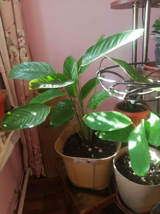 Домашние растения