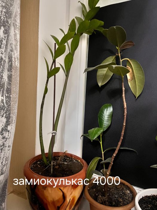 комнатные растения