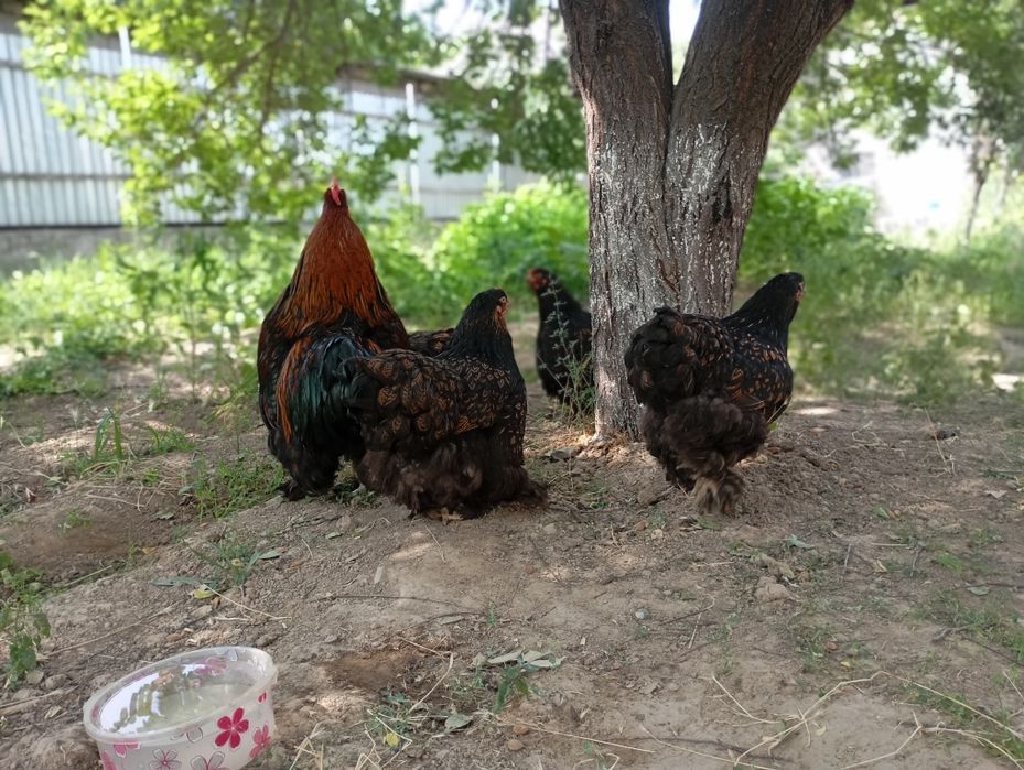 Золото Кохин 8000 тг