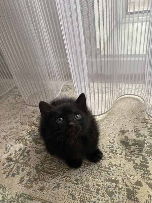 Отдам котенка в добрые руки
