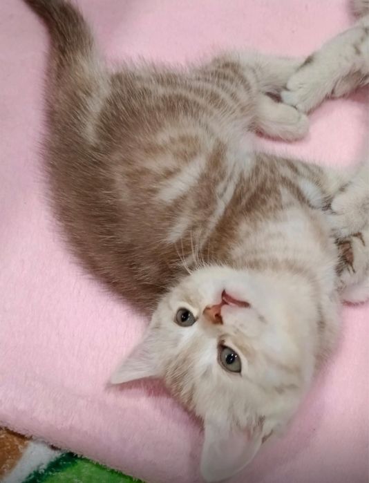 Продам шотландских котят