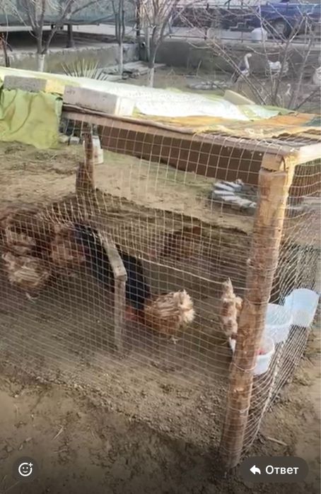 Ломан браун тауыктар сатылады