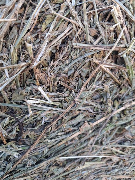 Vand lucerna coasa a2