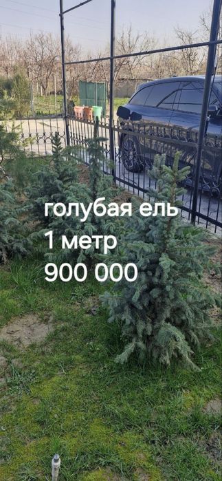 Дерево Голубая ель 1 метр