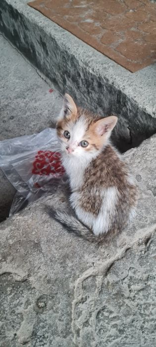 Котята 3 котика 1 кошачка