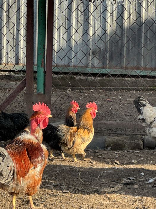 Продаются молодые карликовые петушки