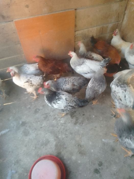 Cocoși de tara de vânzare